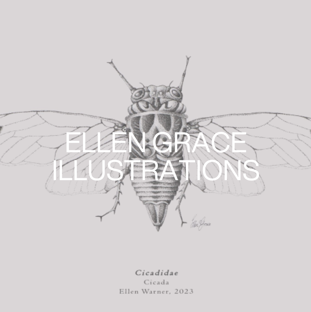 Ellen Grace Illustrations