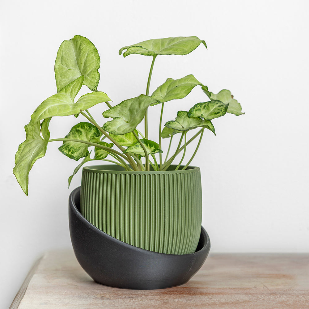 The Cradle Planter (Tabletop)