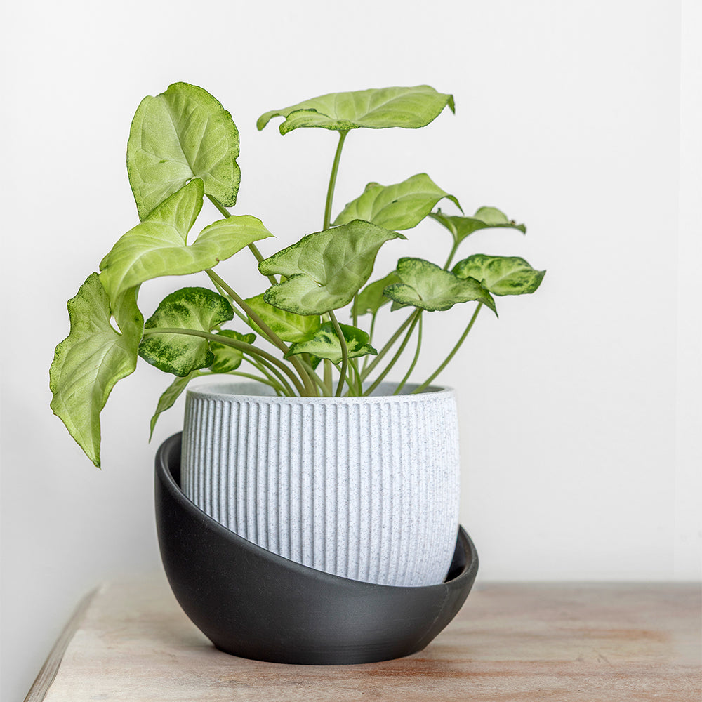 The Cradle Planter (Tabletop)