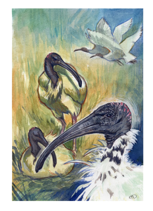 Ode to Ibis Print