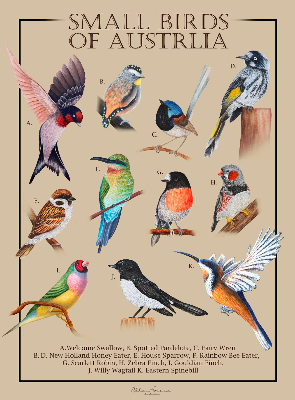Small Birds Of Australia #2