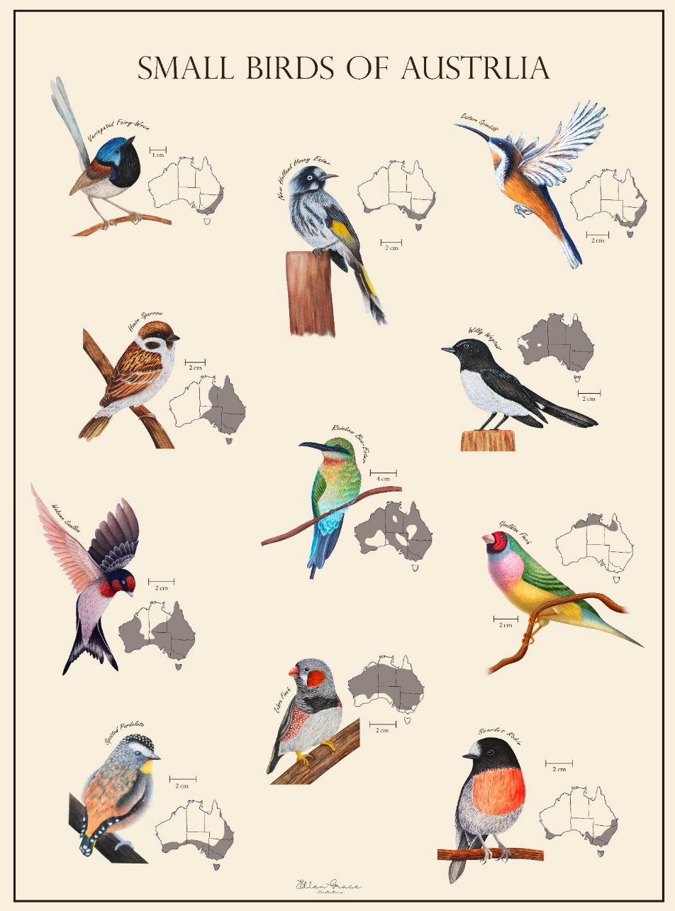 Small Birds Of Australia Print #1