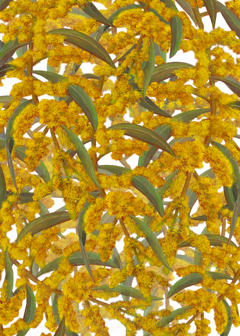 Wattle Foliage Print