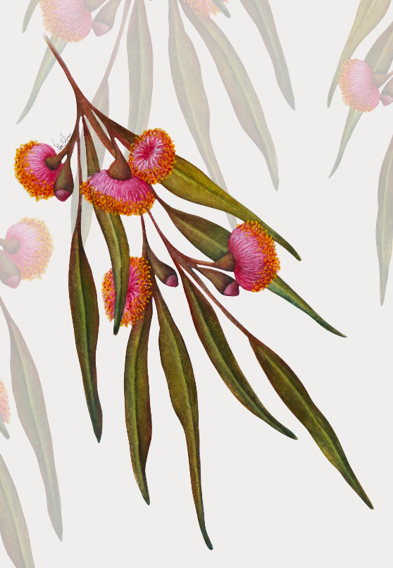 Flowering Gum Print