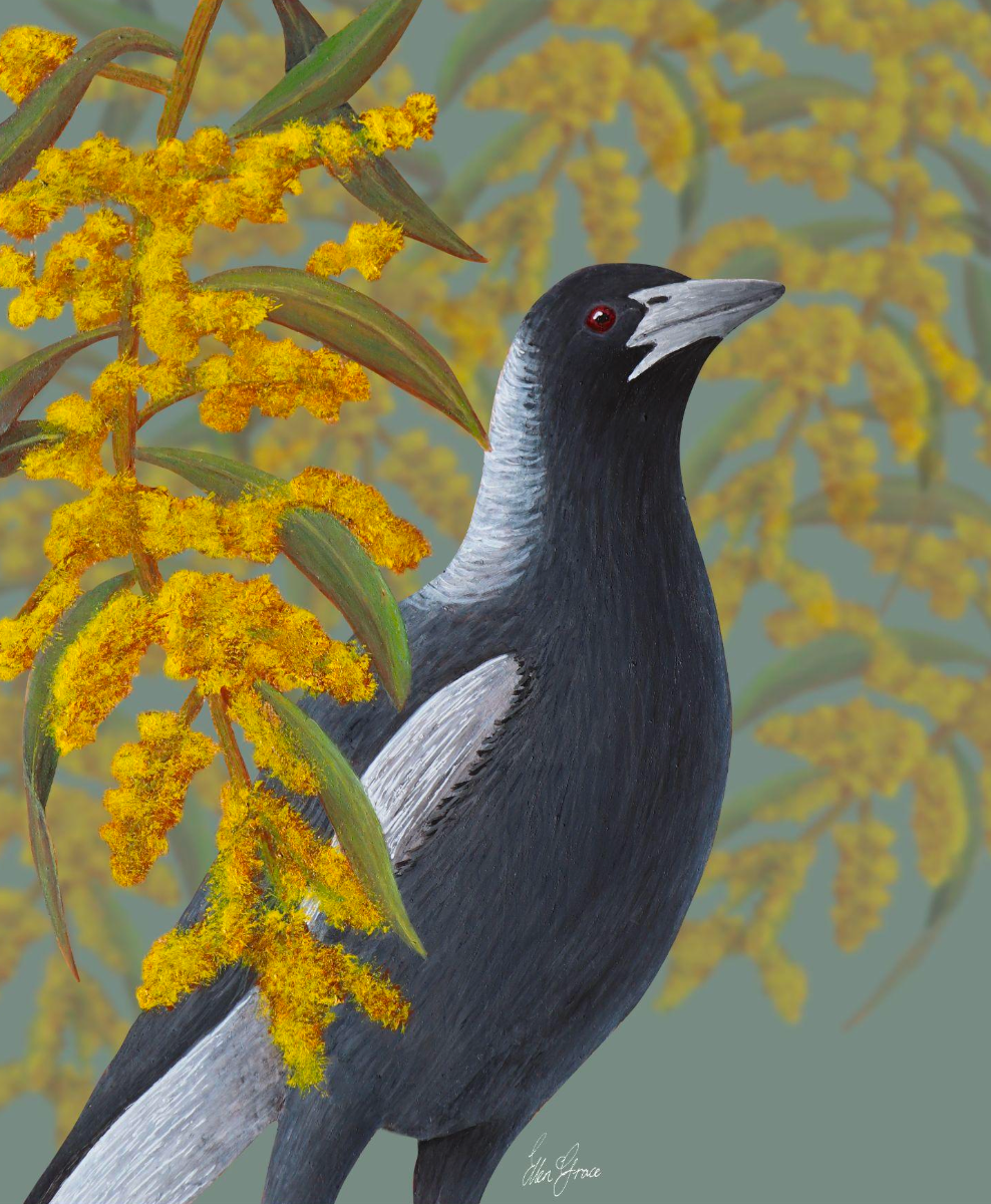 Magpie & Wattle Print