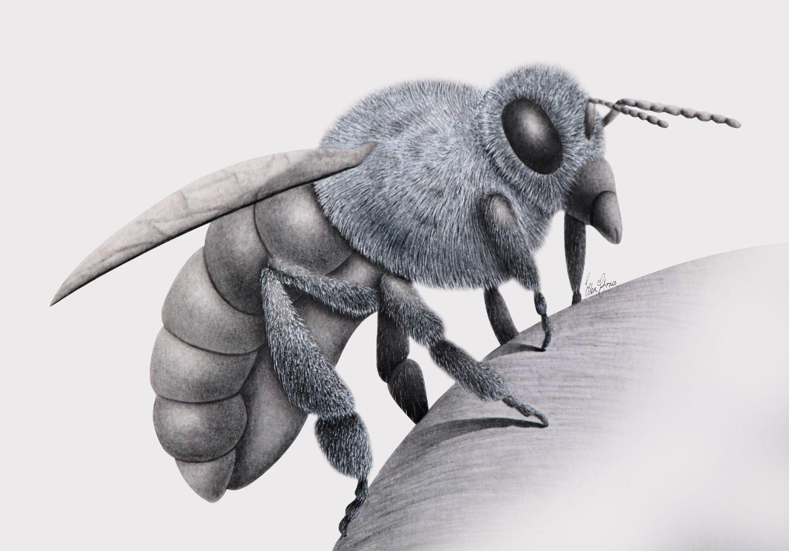 Entermological Illustration: Native Australian Bee Print