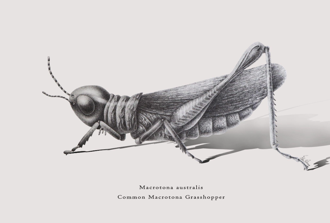 Entermological Illustration: Common Macrotona Grasshopper Print