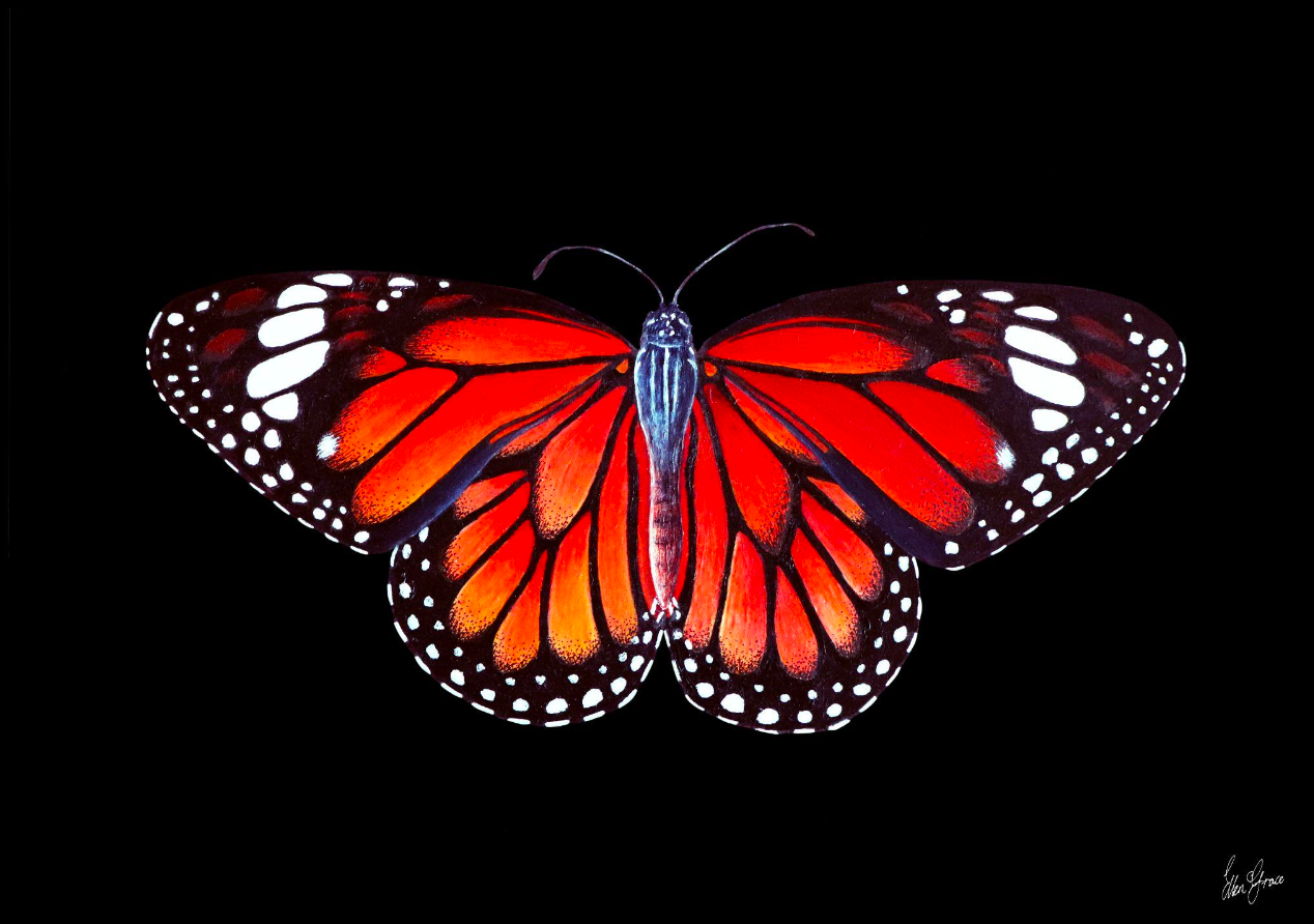 Monarch Butterfly II