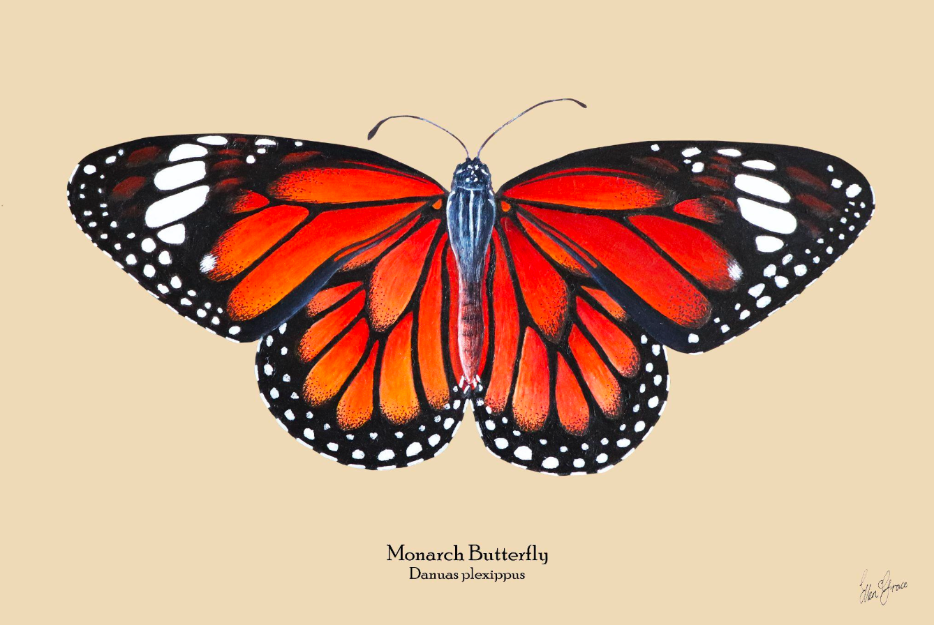 Monarch Butterfly III Print
